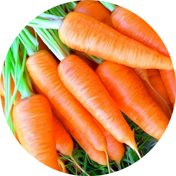 Морковь - изображение круг