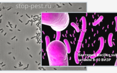 Бактерия Bacillus subtilis штамм В-10 ВИЗР 
