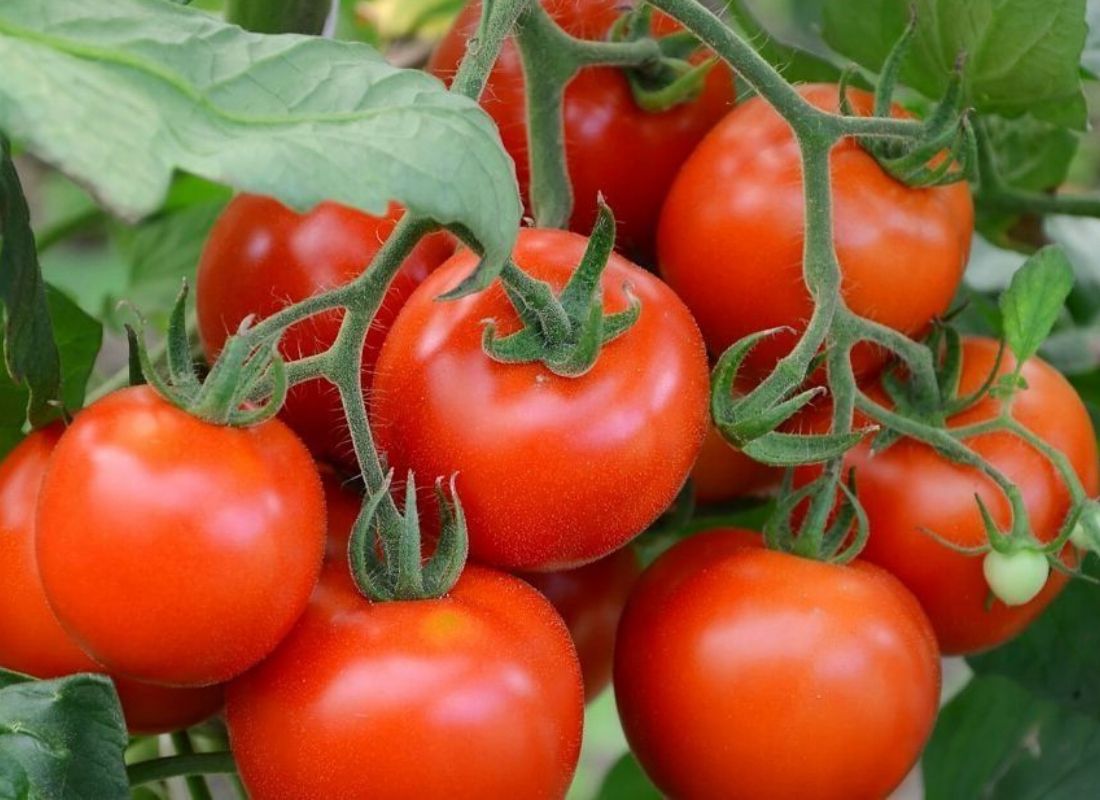 томат-изображение