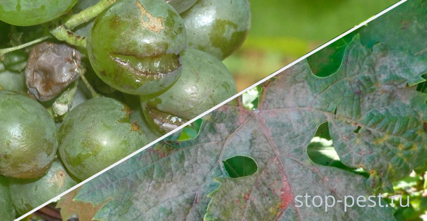 ОИДИУМ винограда - причины, признаки, лечение