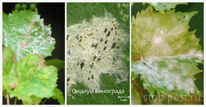 Внешние признаки заражения оидиумом на листьях винограда