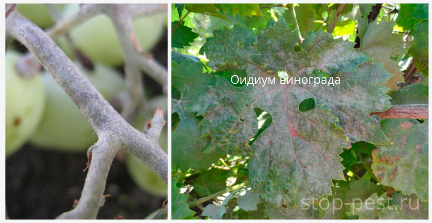 Оидиум (мучнистая роса) винограда