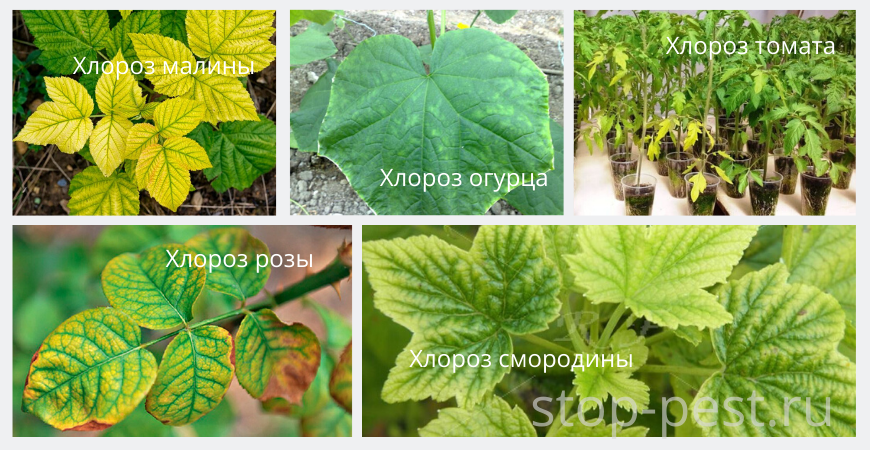 Признаки поражения хлорозом некоторых растений