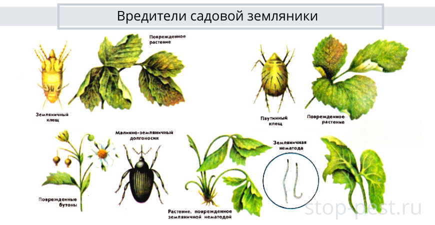 Вредители клубники в картинках