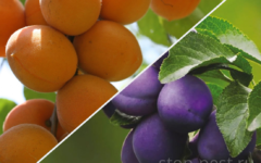 Слива, абрикос, персик - изображение