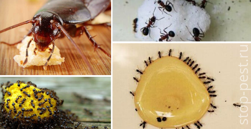 Борная кислота (неорганический инсектицид) от муравьев и тараканов
