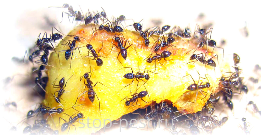 Борная кислота от тараканов и муравьев - четыре базовых рецепта и готовые препараты