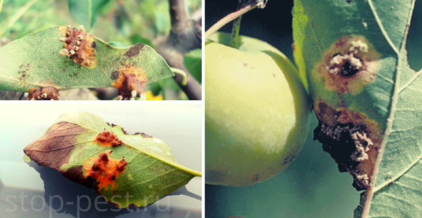 Ржавчина на листьях яблони и груши