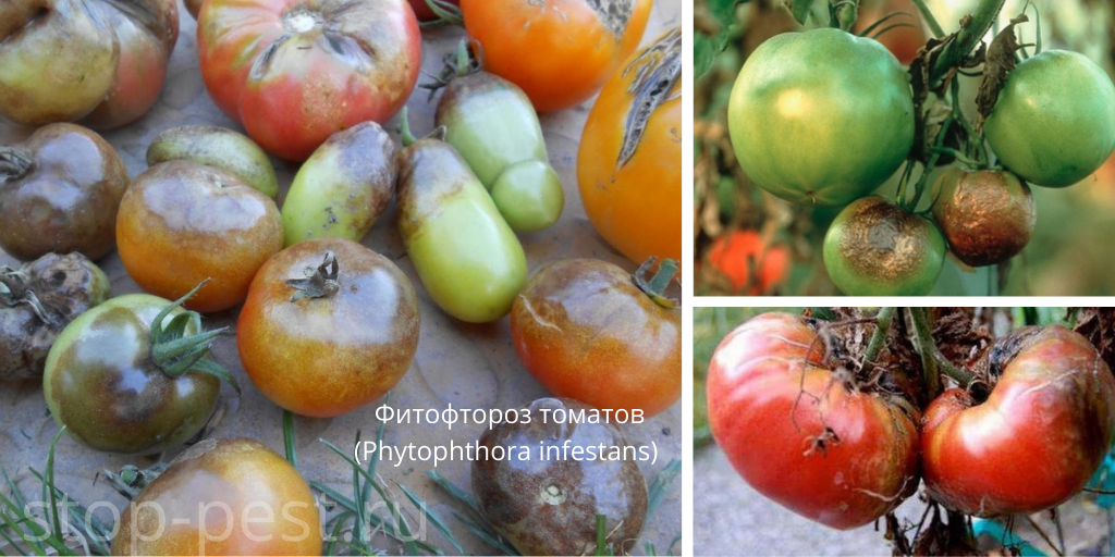 Фитофтороз томатов - поражение болезнью плодов