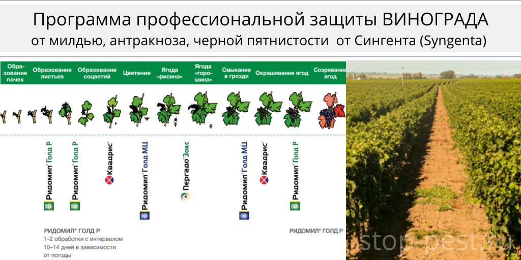 Программа защиты винограда, Сингента (Syngenta AG)