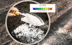 Раскисление почвы (как определить, чем и как раскислять)