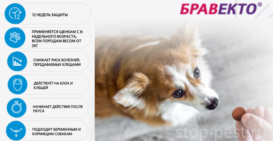 Отличительные особенности таблеток от клещей «Бравекто» для собак