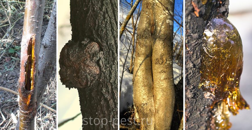 Трещины на стволе дерева, наросты и повреждения