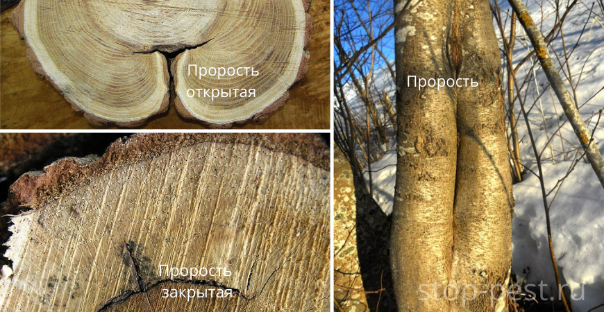 Прорость (открытая, закрытая, сквозная) - повреждение ствола дерева
