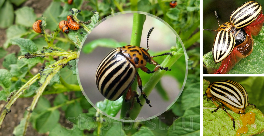 Колорадский жук (взрослое насекомое, личинка, яйцо и характерные признаки повреждения растения)