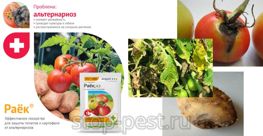 "Раёк", фунгицид - для защиты томата и картофеля от альтернариоза (сухой пятнистости)