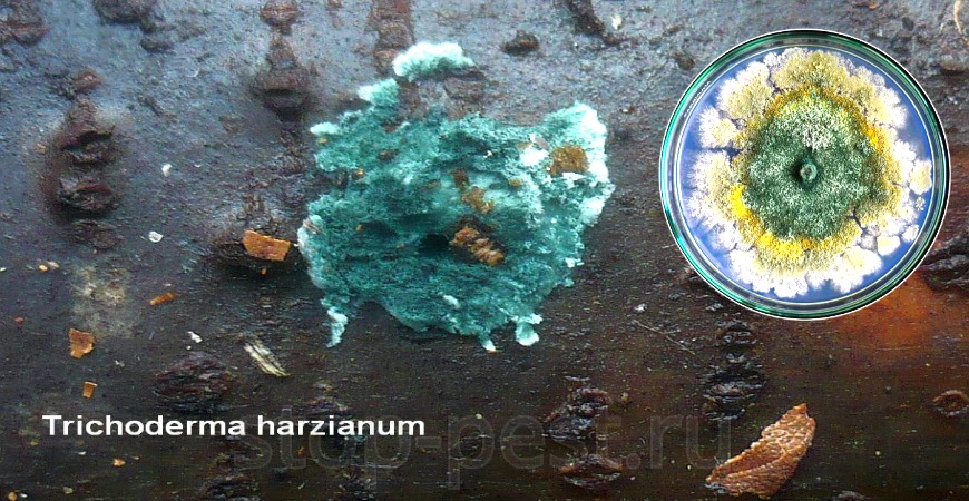 Гриб Триходерма (Trichoderma harzianum)