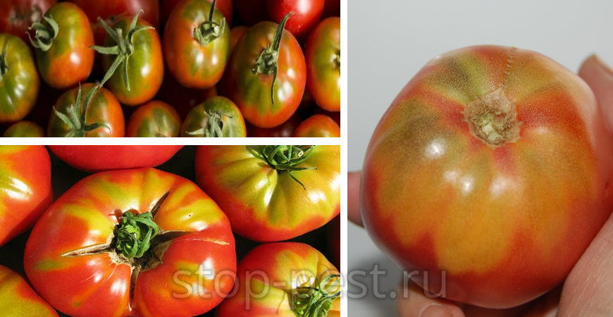Незрелость томатов вогруг плодоножки