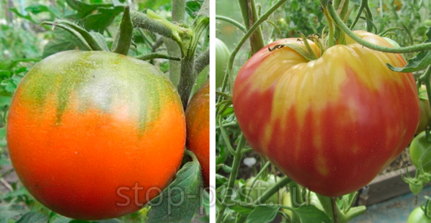 "Зеленое плечо" и "желтое плечо" томатов вокруг плодоножки