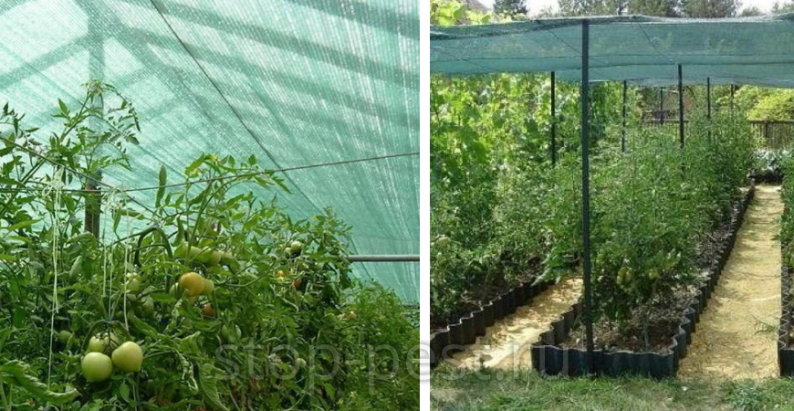 Притенение посадок томатов при чрезмерно жарокой погоде
