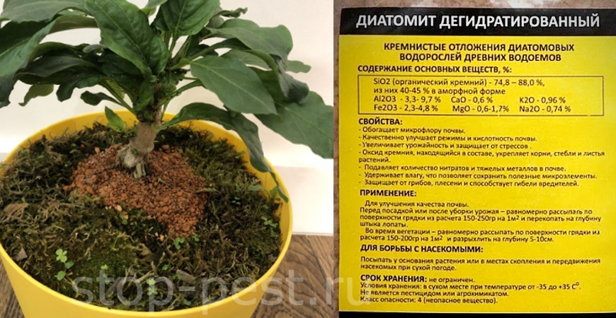 Применение диатомита при выращивании комнатных растений и рассады