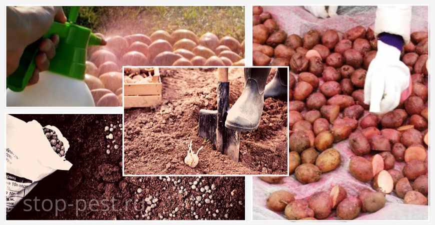Предпосадочная обработка картофеля