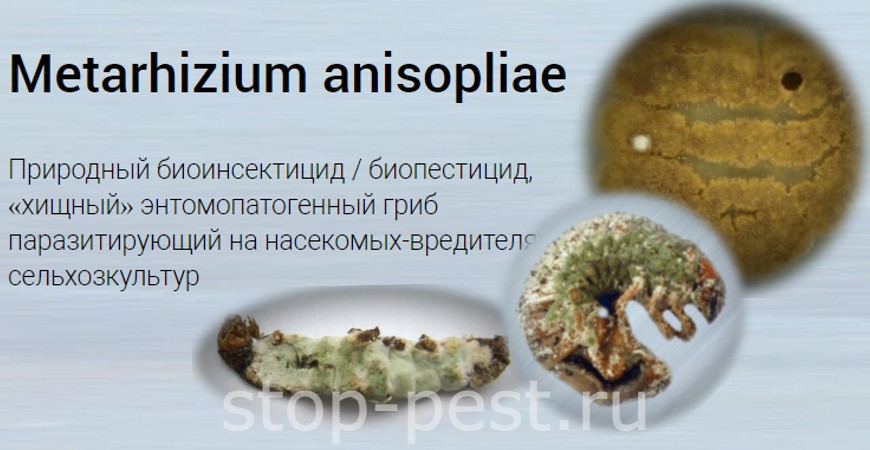 Metarhizium anisopliae - энтомопатогенный гриб, паразитирующий на почвообитающих насекомых-вредителях