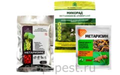 Метаризин - биоинсектицид от почвенных вредителей (инструкция по применению)
