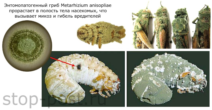 Механизм действия энтомопатогенного гриба Metarhizium anisoplia