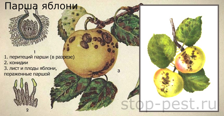 Яблоня: парша яблони (причина, распространение и развитие заболевания)