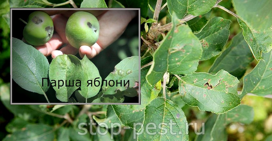 Яблоня: парша яблони (внешние признаки заражения)