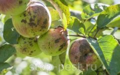 Яблоня: парша яблони (причина, симптомы, когда и чем обрабатывать)
