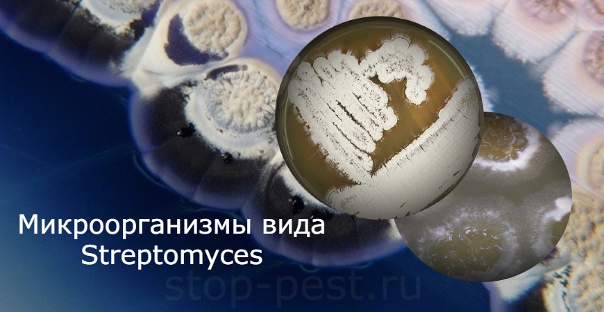 Микроорганизмы вида Streptomyces