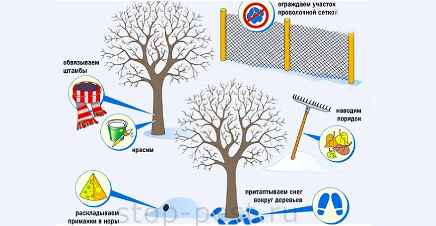 Защита сада от грызунов на зиму (основные способы)